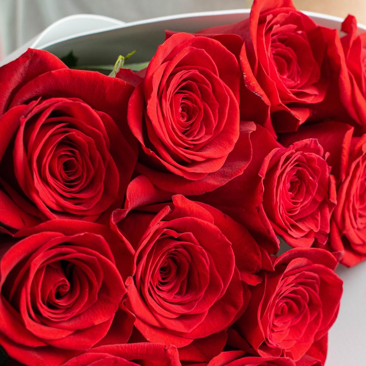 Розы 50 см красные Эквадорские