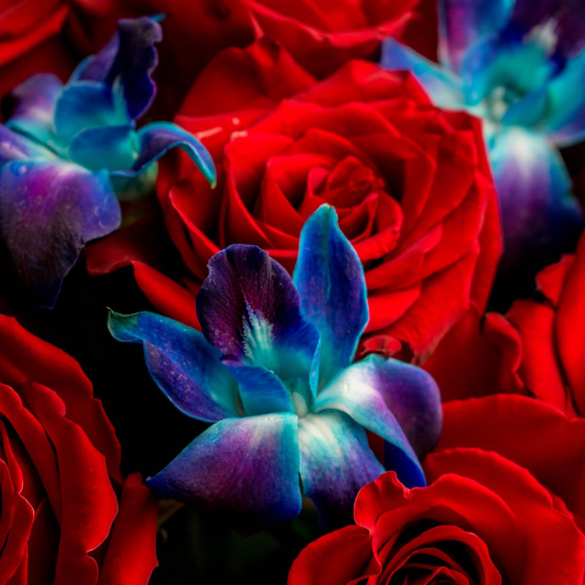 Розы красные с дендробиумом