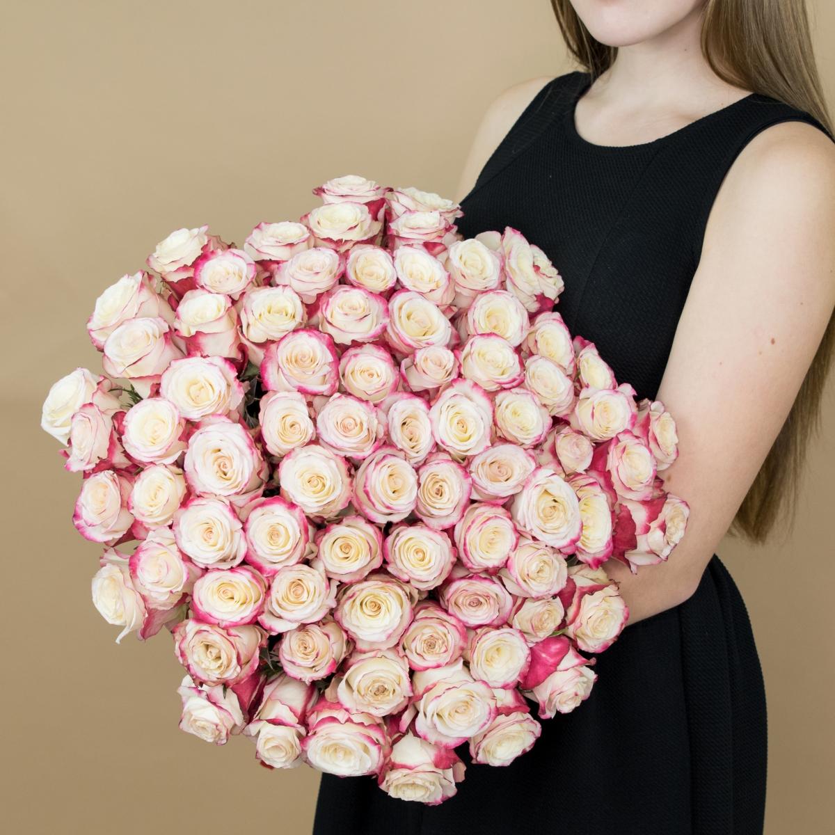 101 красно-белая эквадорская роза (40 см)