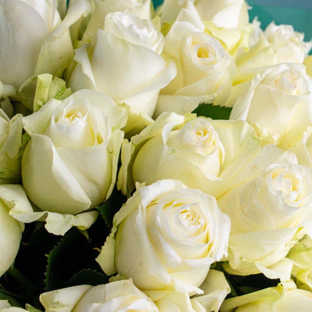 Розы 40 см белые Эквадорские