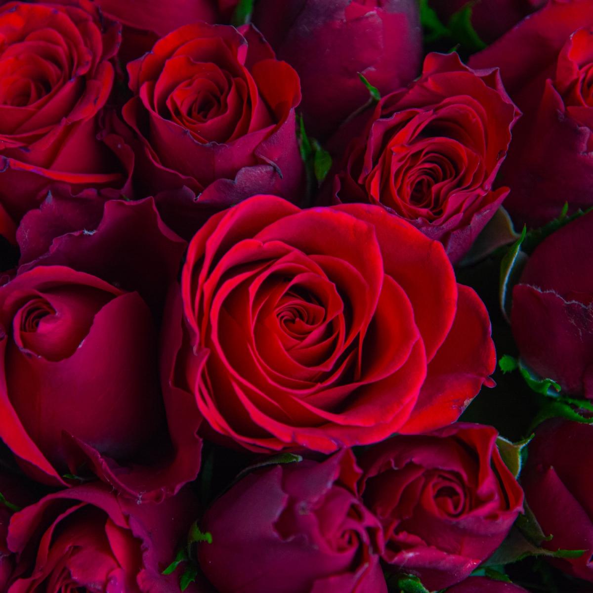Розы красные 101 шт (Кенийские)