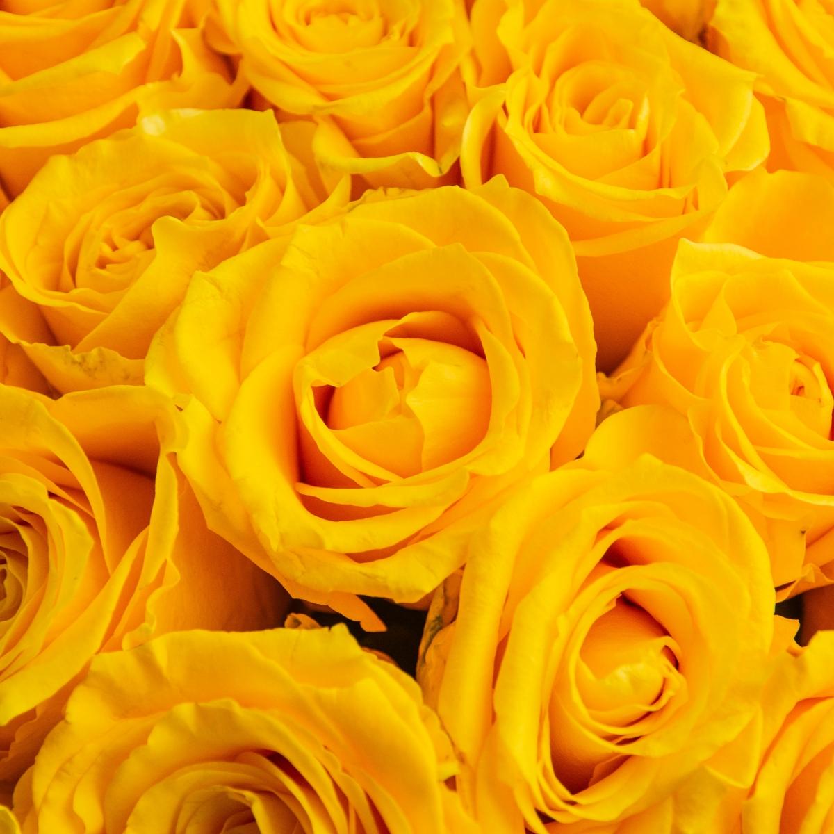 Букет цветов из 51 розы огненного цвета