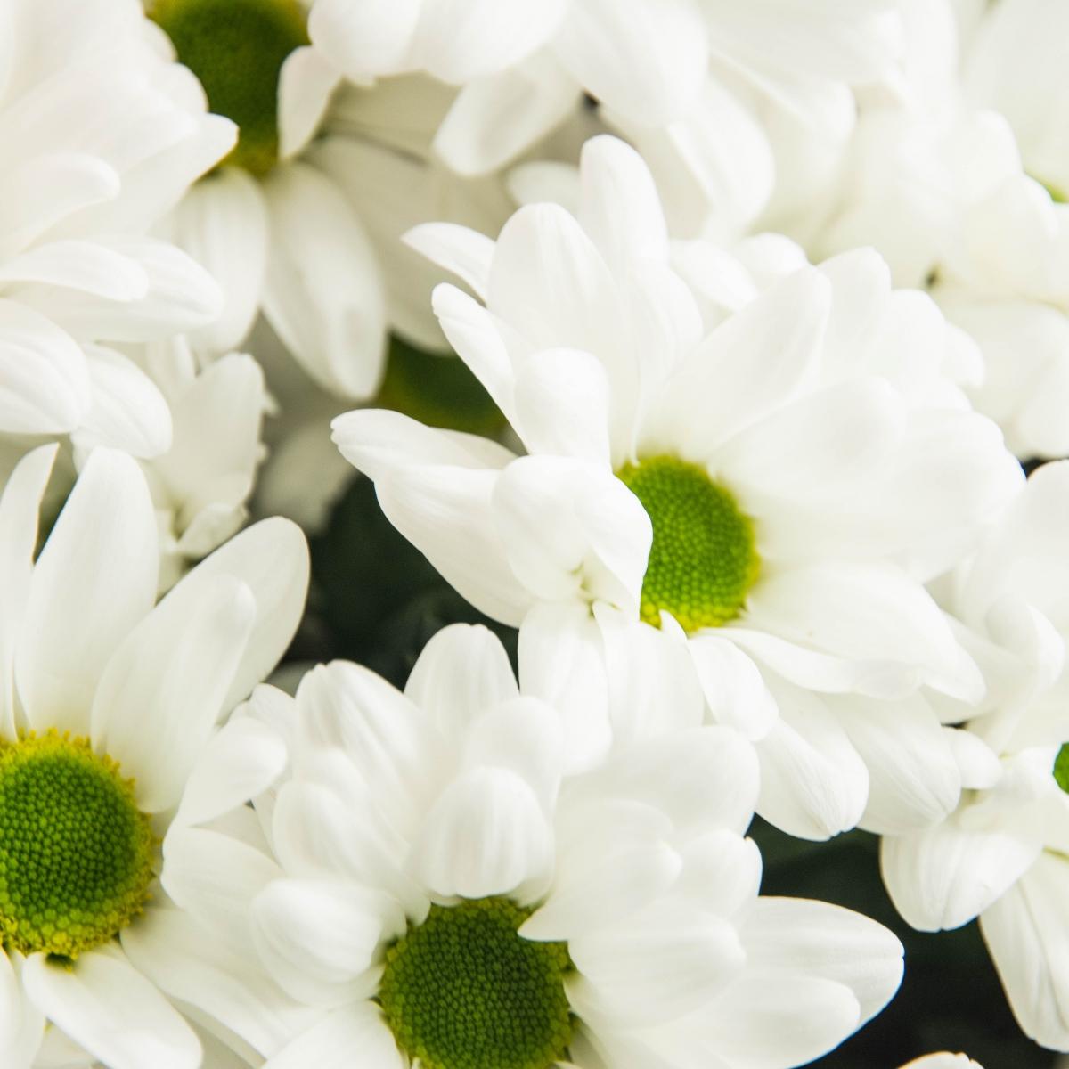 Букет цветов Белые грёзы (Бм3 доп)